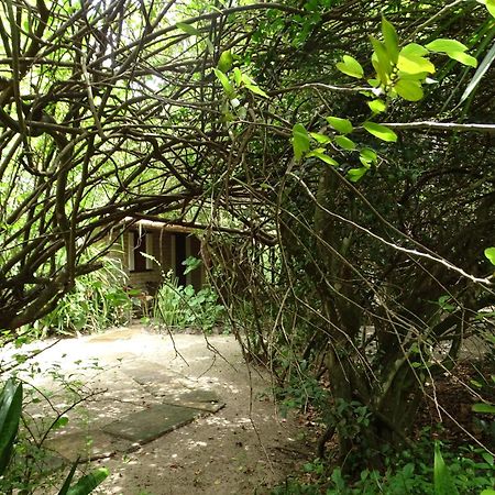 Jungle House 호텔 상 미구엘 도 고스토조 외부 사진
